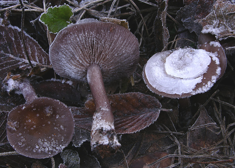 A caccia di Pleurotus.....parte2.